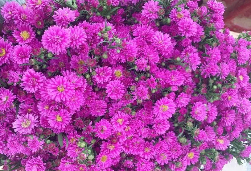 孔雀草種植 孔雀草種植