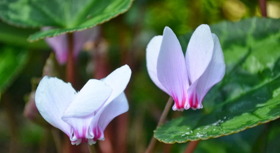 仙客來種子發芽
