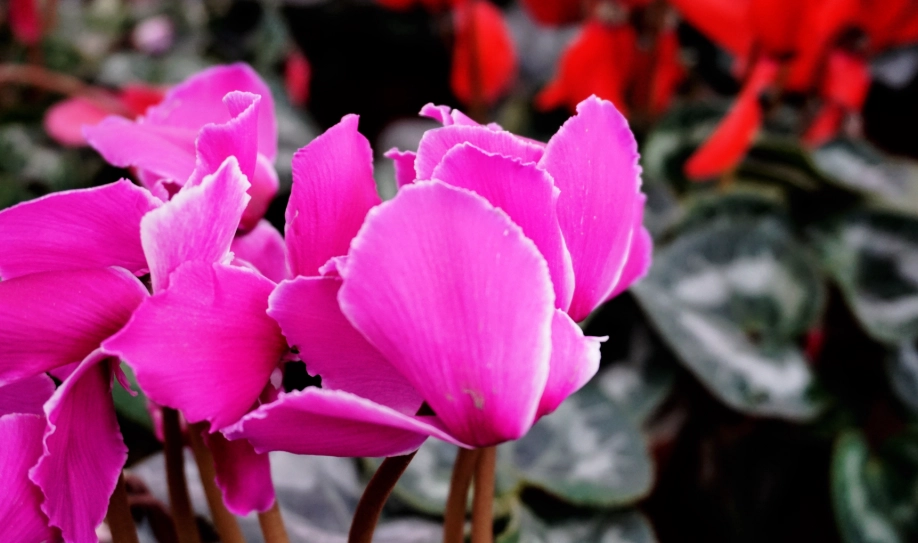 仙客來種子發芽