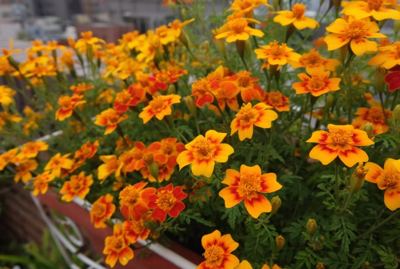 孔雀草不開花 孔雀草不開花