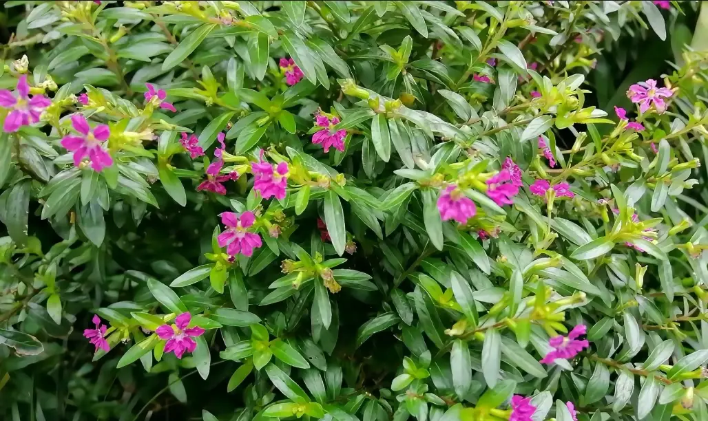 孔雀草品種 孔雀草品種