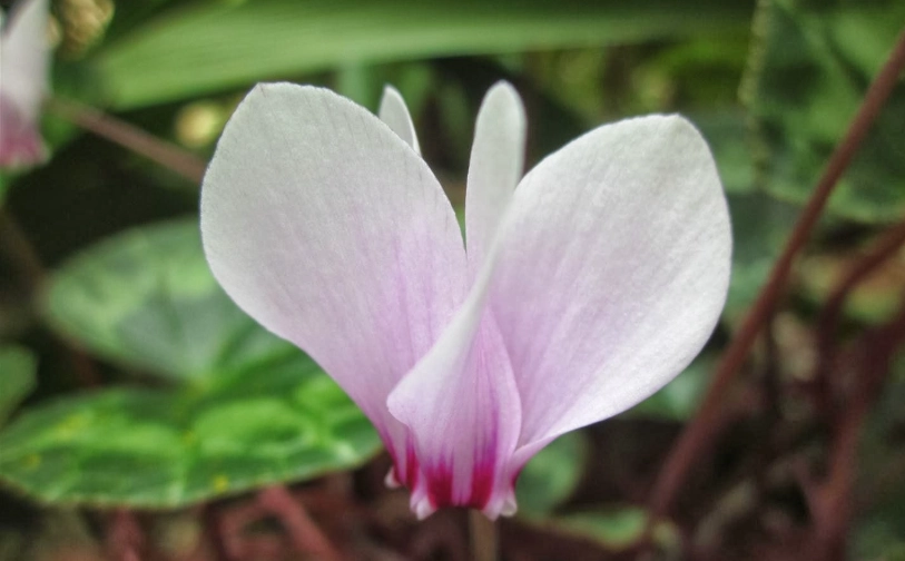仙客來種子發芽