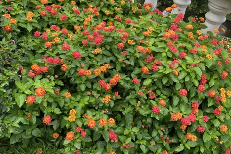 紅毛丹葉功效 紅毛丹葉功效
