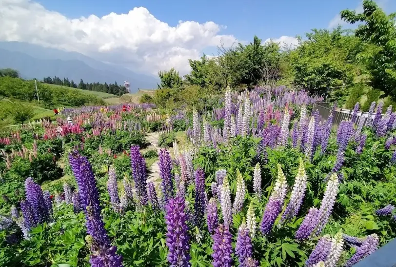 魯冰花花期