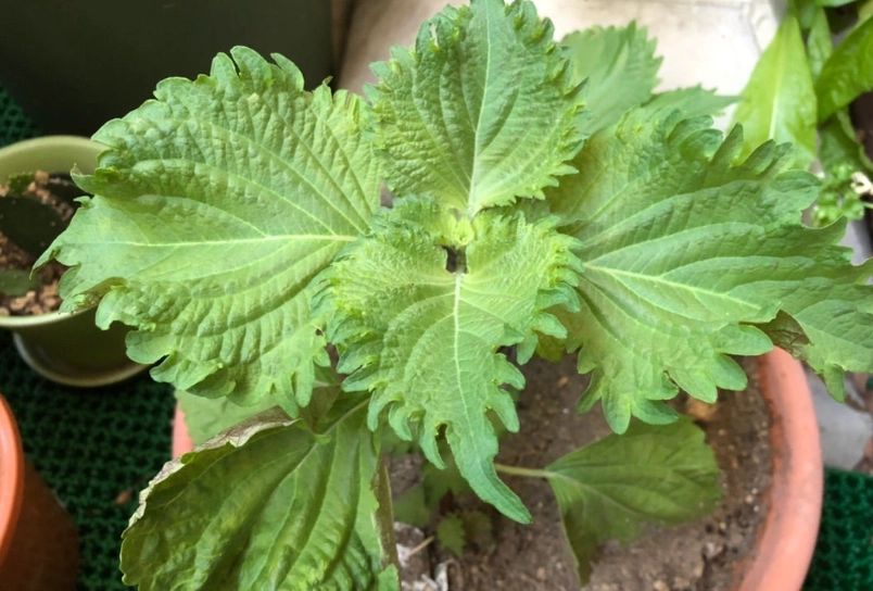 紫蘇籽油 紫蘇籽油