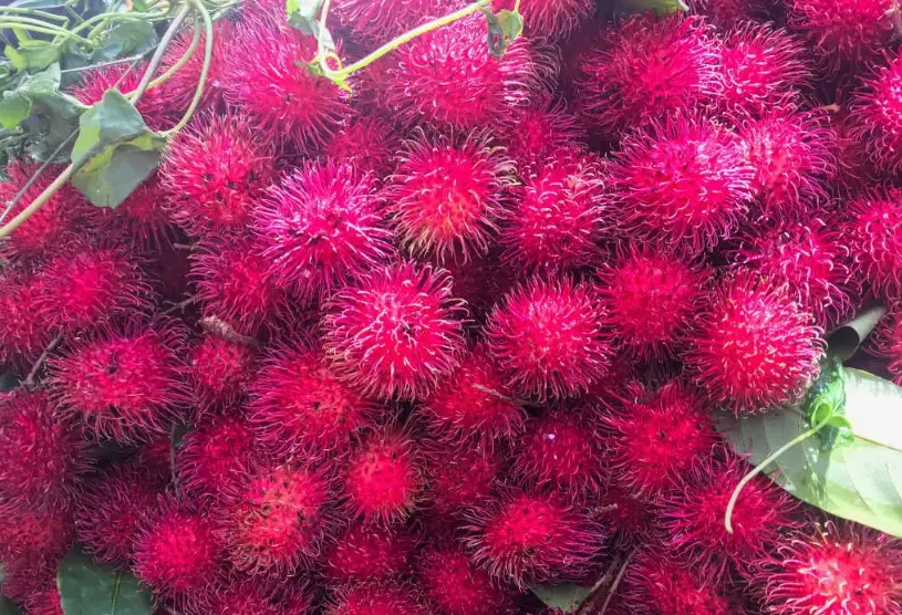 紅毛丹內膜可以吃嗎