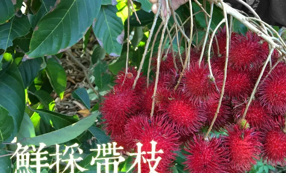 紅毛丹產期 紅毛丹產期