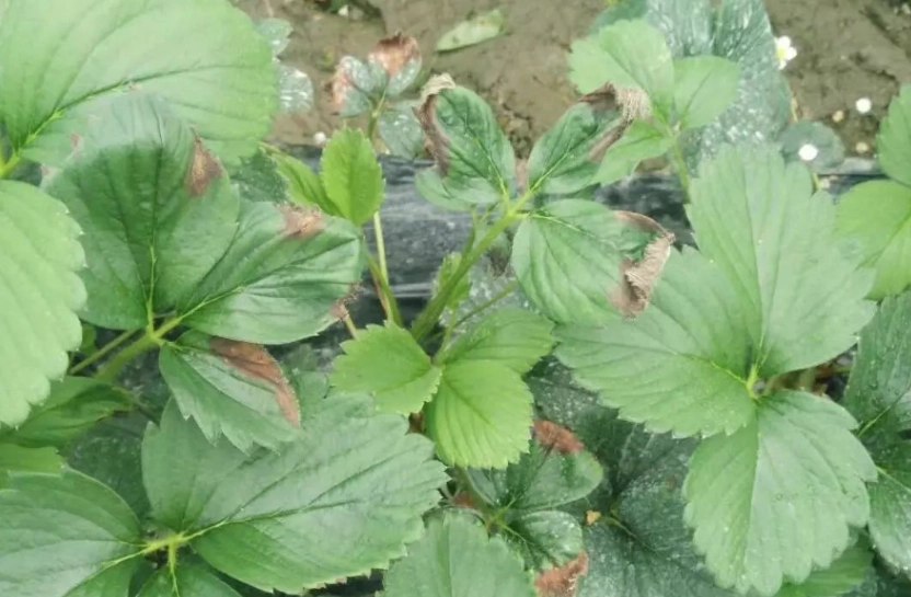 草莓炭疽病