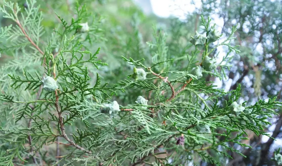 防蚊植物推薦 防蚊植物推薦