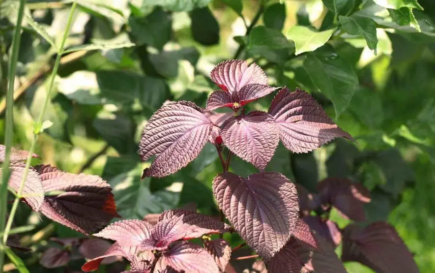 紫蘇種子催芽 紫蘇種子催芽