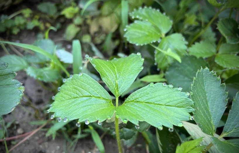 草莓夏天照顧