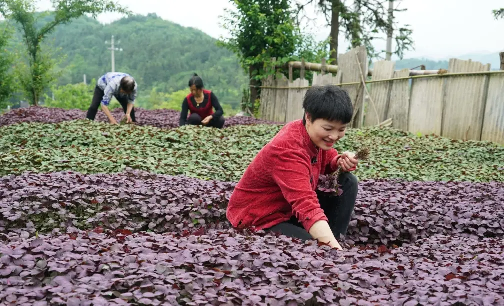 紫蘇種子催芽 紫蘇種子催芽