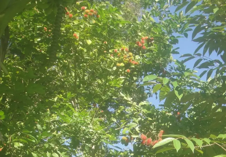 紅毛丹怎麼挑