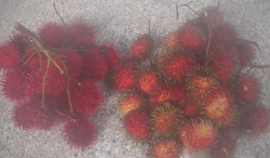紅毛丹怎麼剝