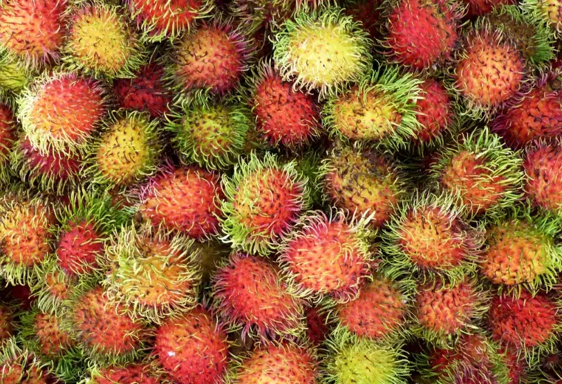 紅毛丹挑選技巧 紅毛丹挑選技巧