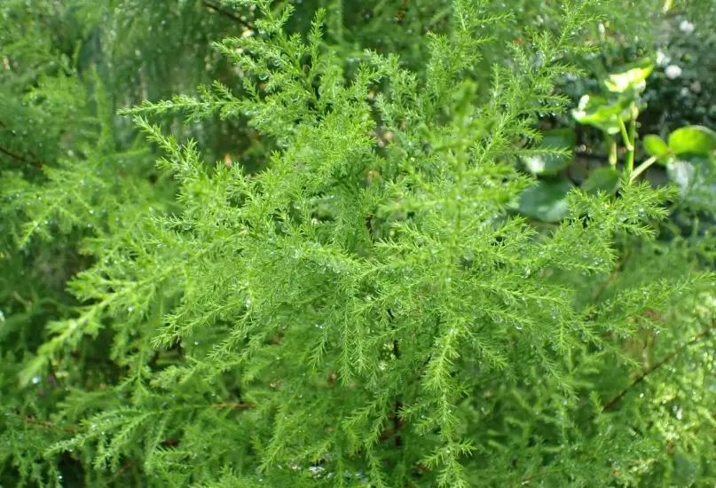 香冠柏照顧 香冠柏照顧
