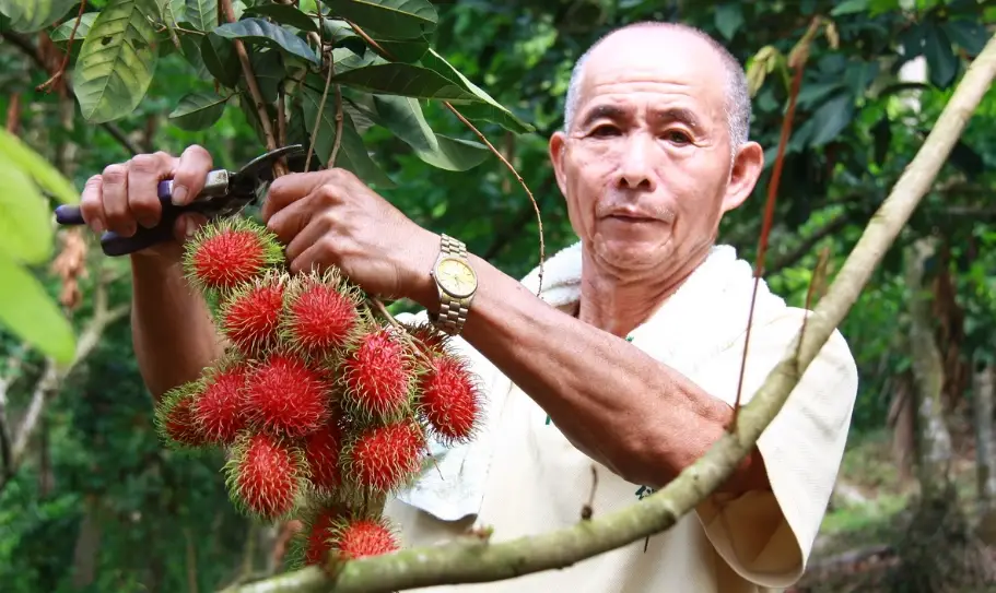 紅毛丹產季 紅毛丹產季