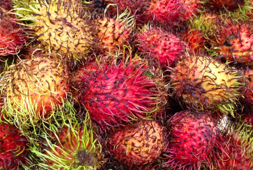 紅毛丹挑選技巧 紅毛丹挑選技巧
