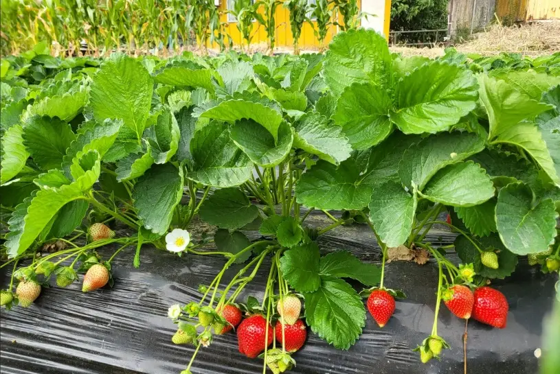 草莓種子不發芽原因 草莓種子不發芽原因