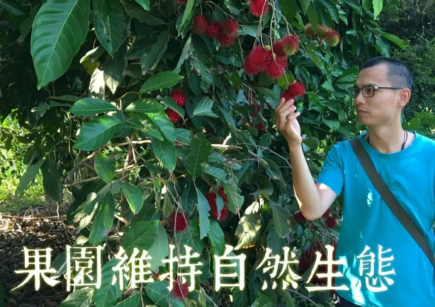 紅毛丹嫁接苗 紅毛丹嫁接苗
