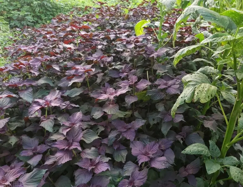 紫蘇種子催芽 紫蘇種子催芽