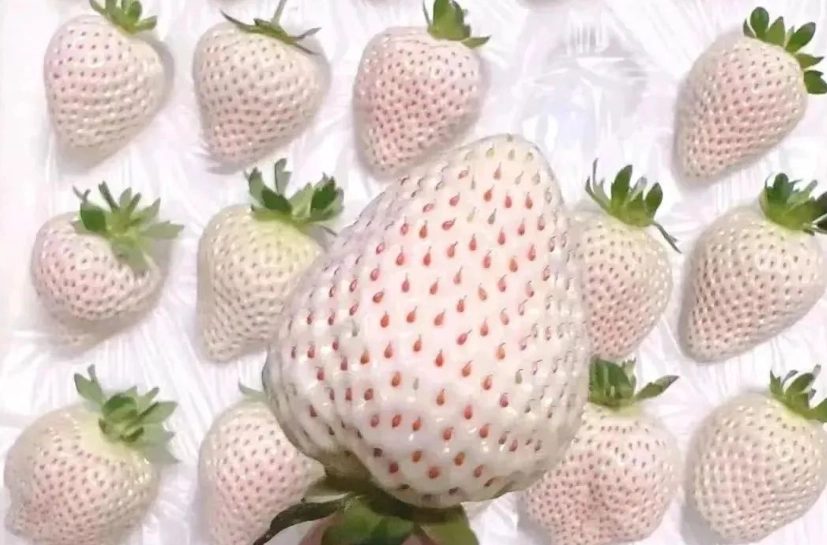 白草莓品種 白草莓品種