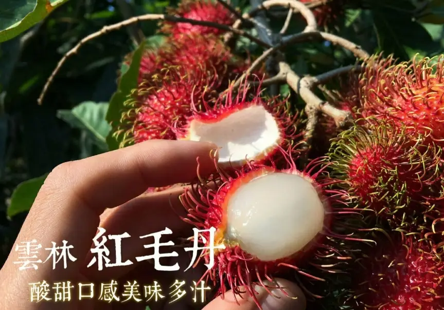 紅毛丹產期 紅毛丹產期