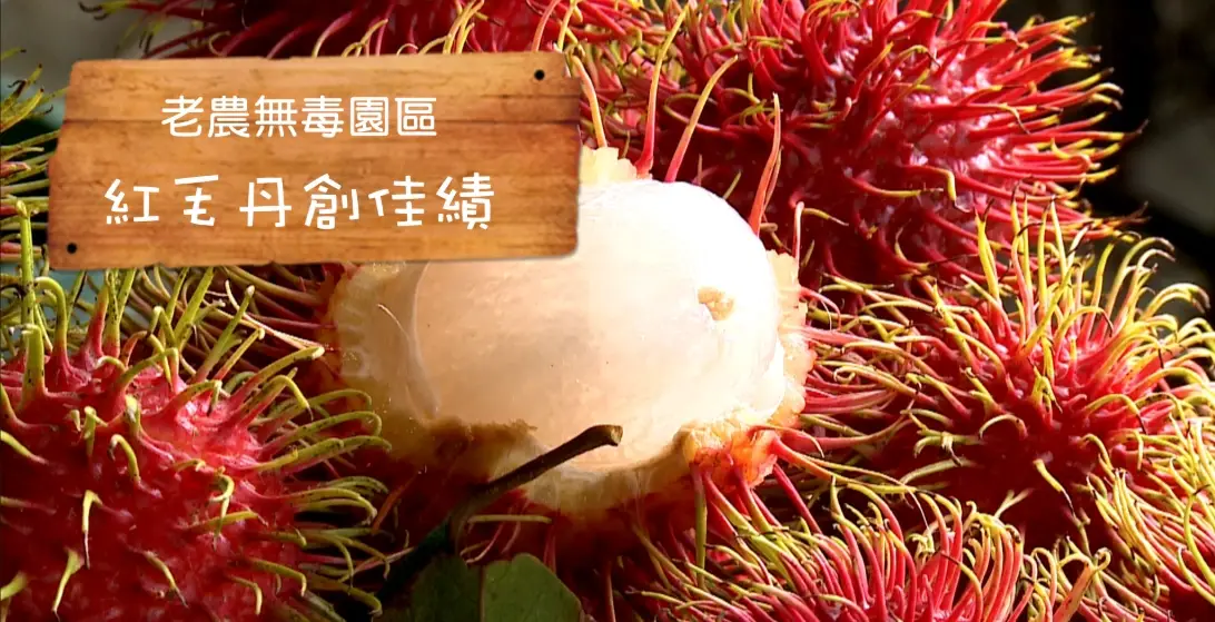 紅毛丹熱量 紅毛丹熱量