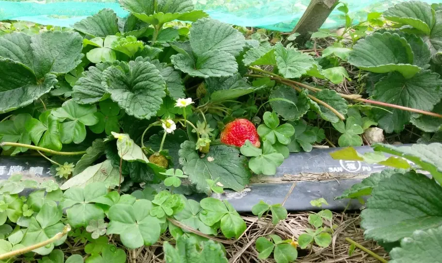 草莓育苗 草莓育苗