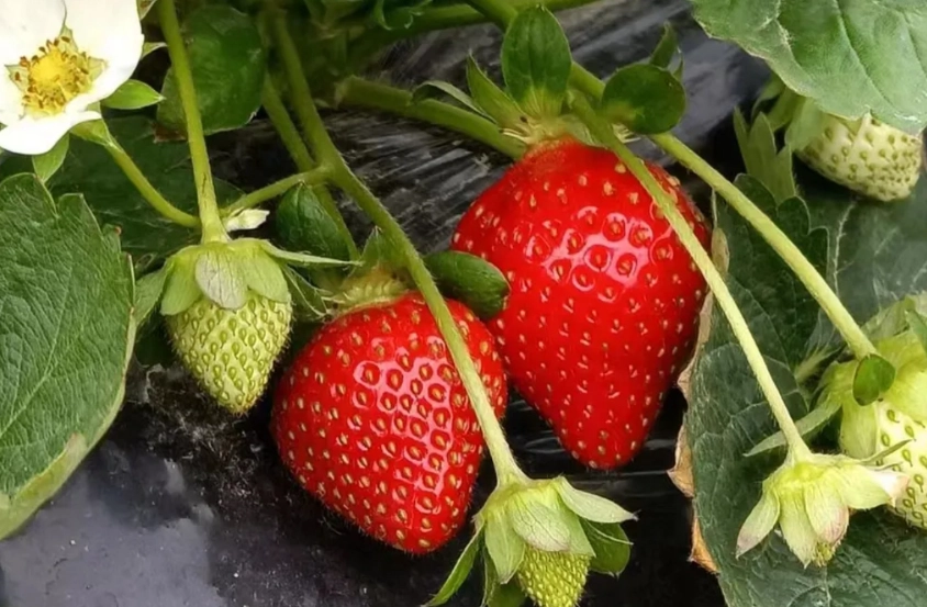 草莓種子不發芽原因 草莓種子不發芽原因