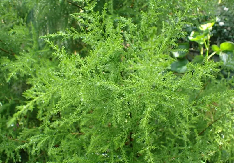 香冠柏 葉子枯黃 香冠柏 葉子枯黃