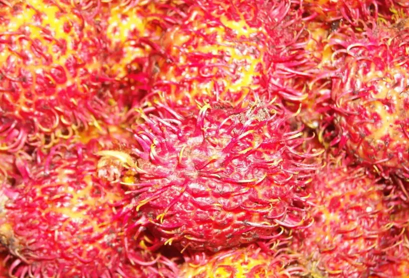 紅毛丹產季 紅毛丹產季