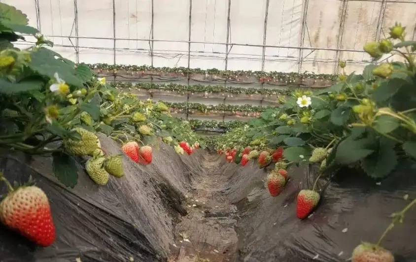 草莓露地栽培 草莓露地栽培