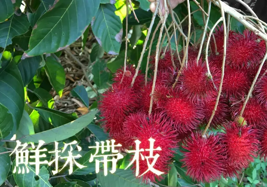 紅毛丹怎麼挑 紅毛丹怎麼挑