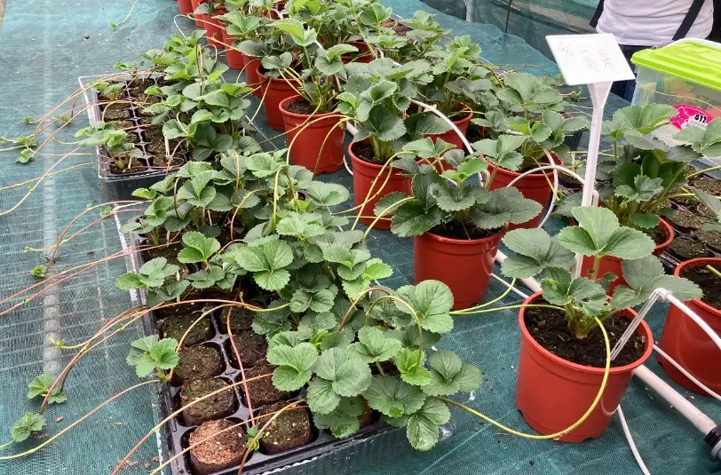 草莓走莖期施肥 草莓走莖期施肥
