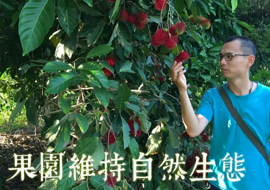 紅毛丹種植 紅毛丹種植
