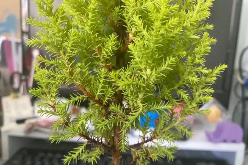 香冠柏 葉子枯黃 香冠柏 葉子枯黃