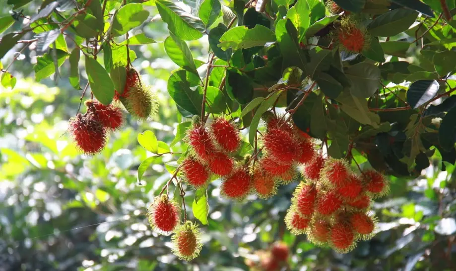 紅毛丹嫁接苗 紅毛丹嫁接苗