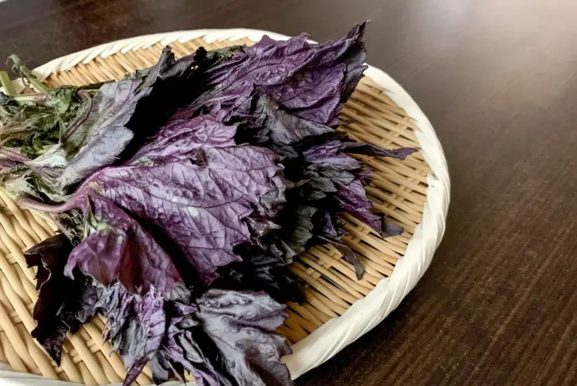 紫蘇花保存 紫蘇花保存