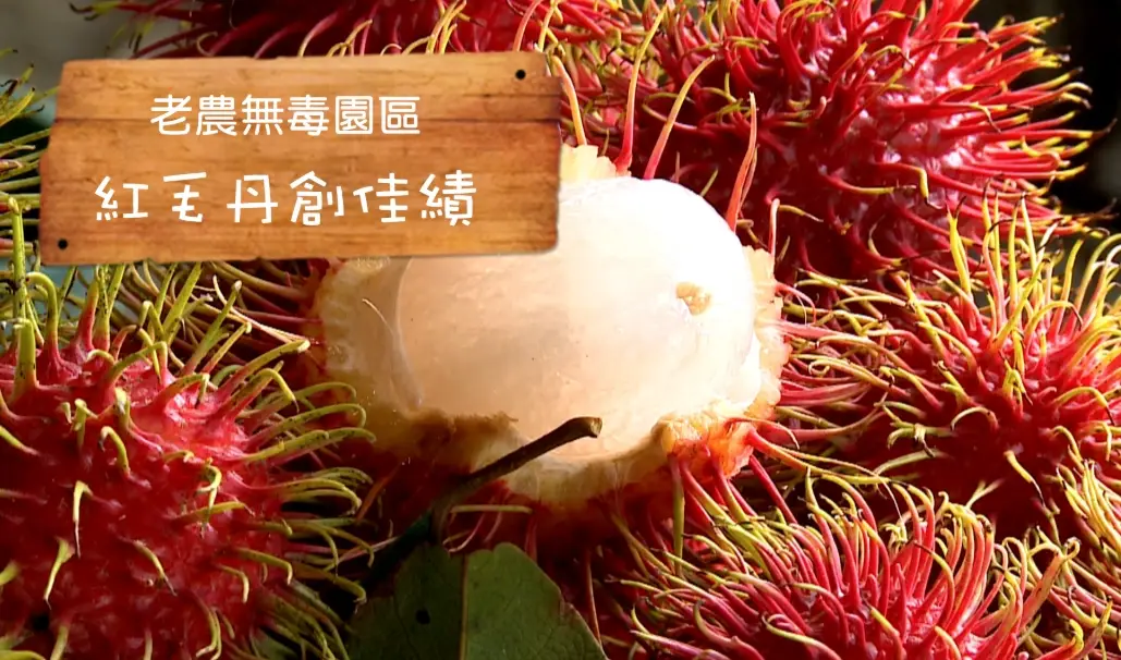 紅毛丹產地
