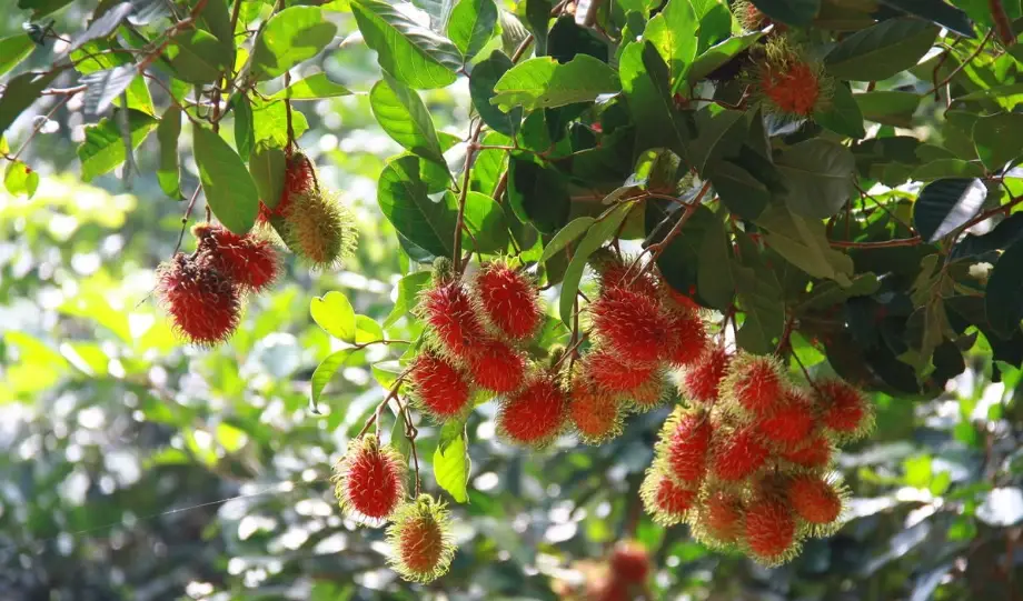 紅毛丹種植 紅毛丹種植