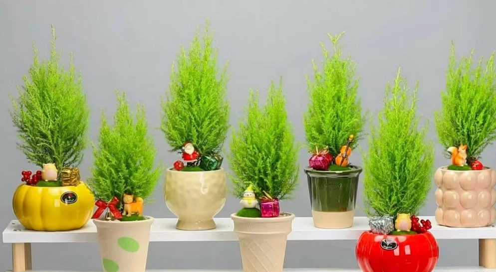防蚊植物推薦 防蚊植物推薦
