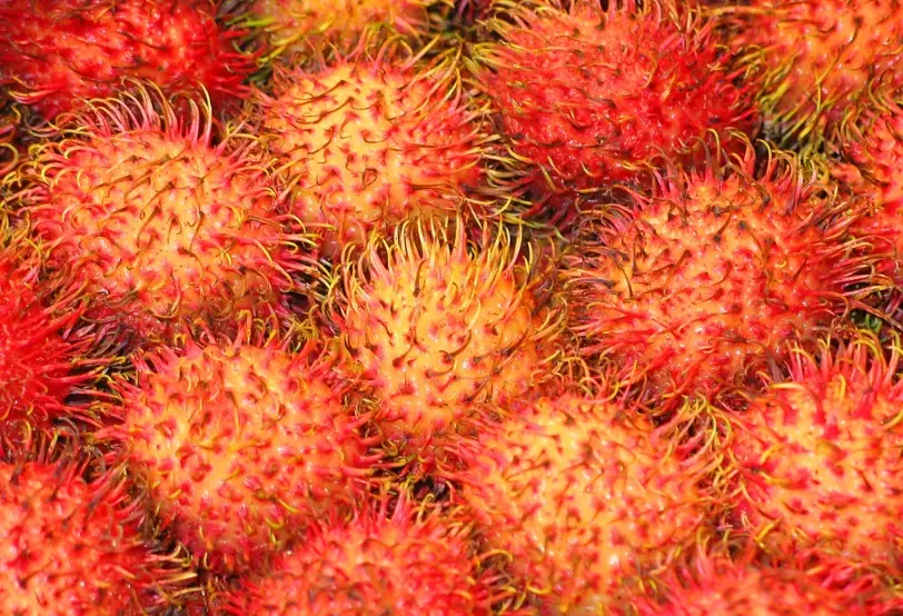 紅毛丹樹盆栽 紅毛丹樹盆栽