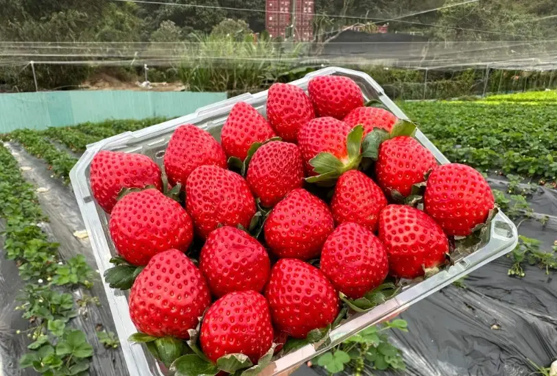 草莓介質栽培條件 草莓介質栽培條件