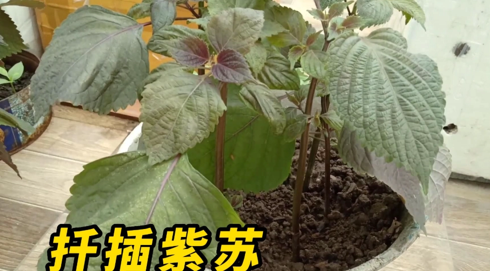紫蘇種子催芽 紫蘇種子催芽