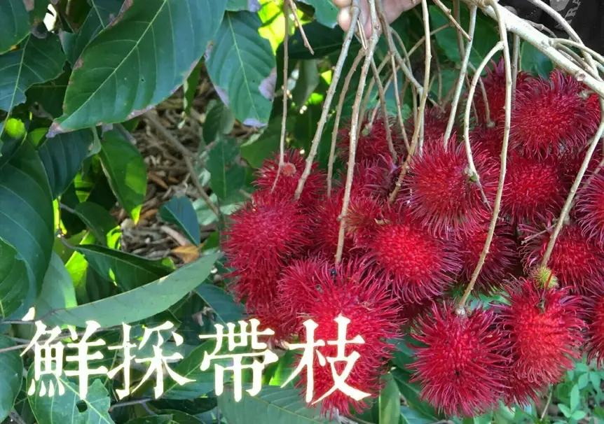 紅毛丹樹盆栽 紅毛丹樹盆栽