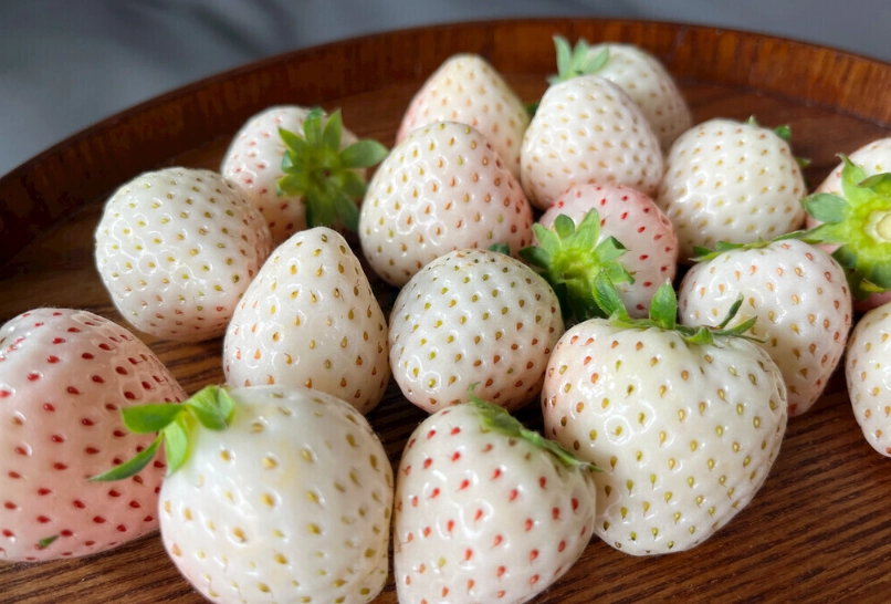 白草莓品種 白草莓品種