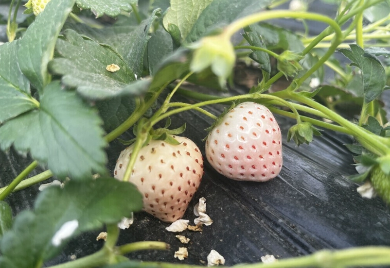 白草莓品種