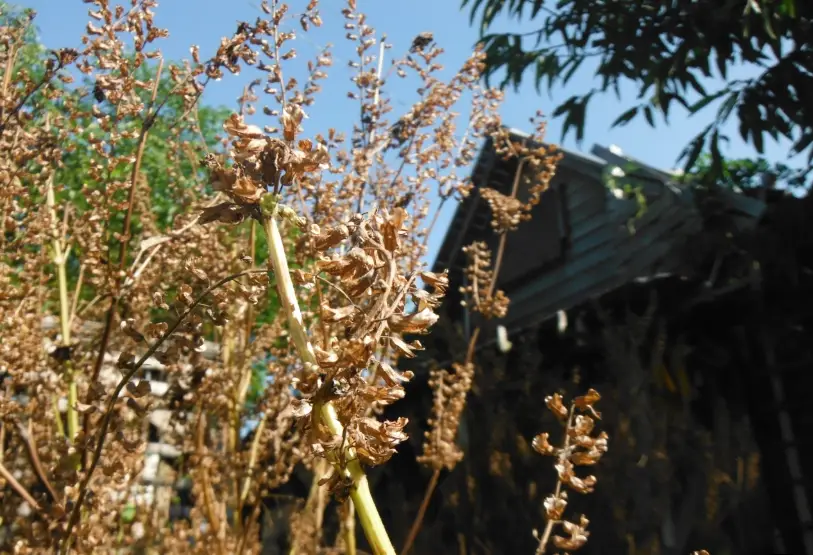 紫蘇籽油 紫蘇籽油
