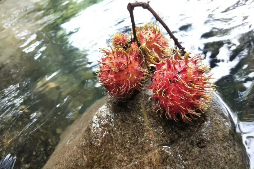 紅毛丹保存 紅毛丹保存
